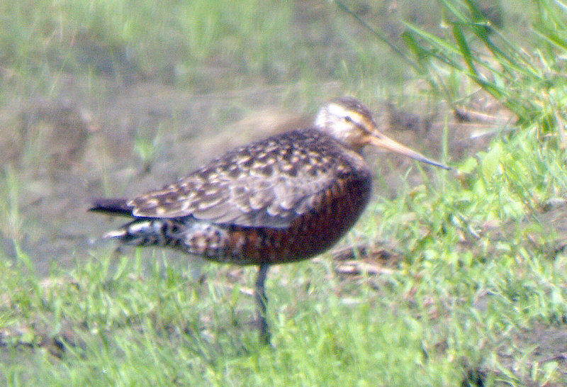Hudsonian Godwit - 5-11-08 Male - Ensley Memphis