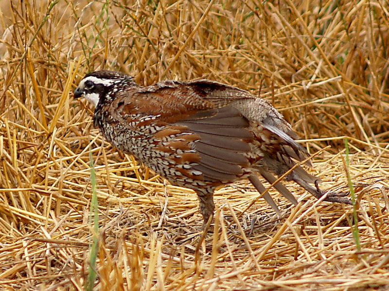 Bobwhite - male Ensley 7-5-08 -