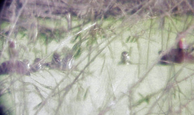 Black-bellied Whistling Duck - 7-26-08 ducklings with adults