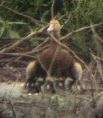 Black-bellied Whistling Duck - 7-27-08 brooding Mom