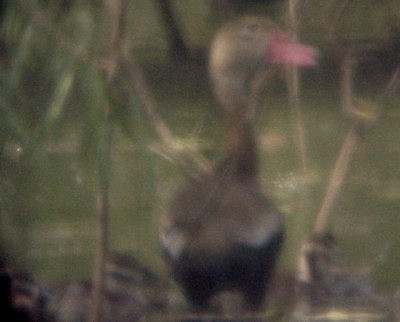 Black-bellied Whistling Duck - 8-3-08