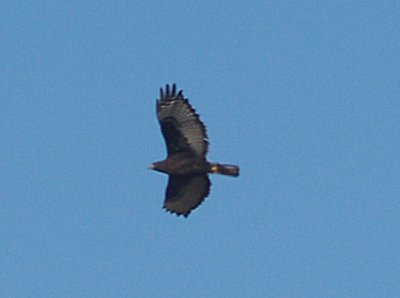 Red-tailed Hawk - 11-9-08 black Harlan's Ensley