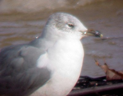 Ring-billed Gull - Laughing Gull - Hybrid - 12-13-08