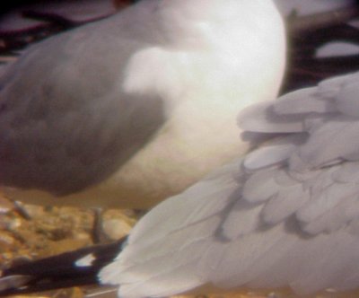 Ring-billed Gull - Laughing Gull - Hybrid - 12-13-08