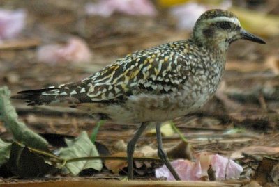 A  Pacific Golden-Plover -