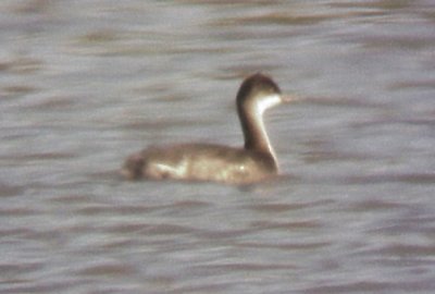 Eared Grebe - 10-23-09 TVA Lake