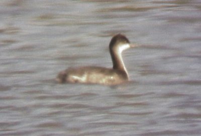 Eared Grebe - 10-23-09 TVA  Lake