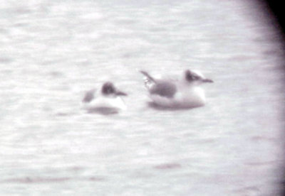 Franklins Gulls - 10-24-09 Pickwick Pair