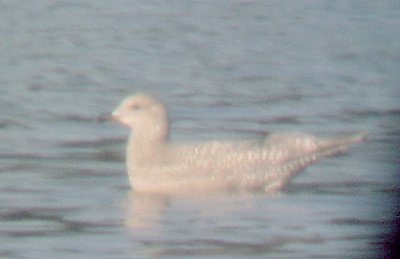 Thayers Gull - 10-24-09 Pickwick 1st winter