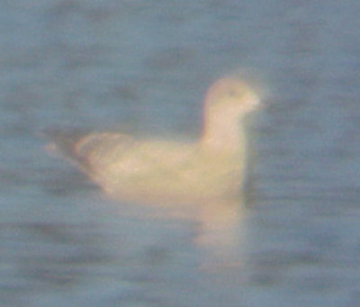 Thayers Gull - 10-24-09 Pickwick darker  Immature