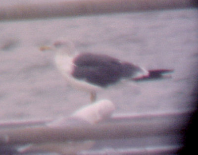 Lesser Black-backed Gull - 10-24-09 Pickwick