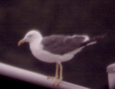 Lesser Black-backed Gull - Pickwick 3rd cycle