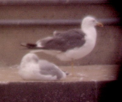 Lesser Black-backed Gull - 10-24-09 Pickwick 3rd cycle