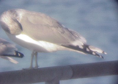 California Gull - 10-31-09 adult -