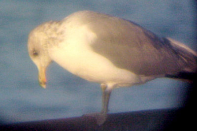 California Gull - 10-31-09 adult -