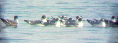 Franklins Gulls - 11-15-09 Pickwick Dam part of flock of 14