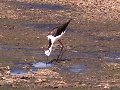 Black-necked Stilt - melanurus - Ensley  - 6-10-08