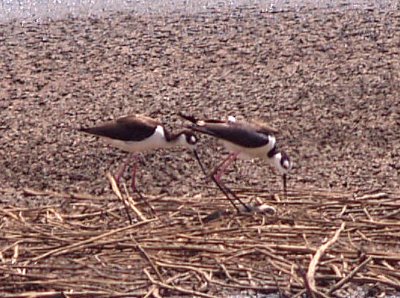 Black-necked Stilt - melanurus - mexicanus at nest.