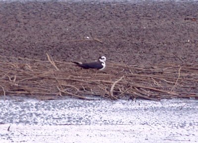 Black-necked Stilt - possible melanurus at nest.