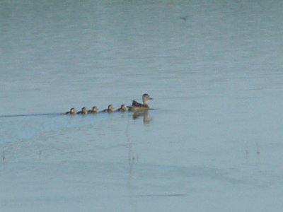 Blue-winged Teal -5 young 6-14-08 Ensley