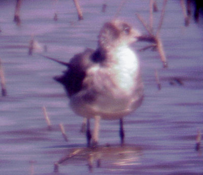 Laughing Gull - 6-15-08 first summer - Phillippy - Lake Co.