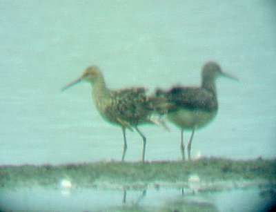 Stilt Sandpiper - Lesser Yellowlegs - Ensley 6-19-08