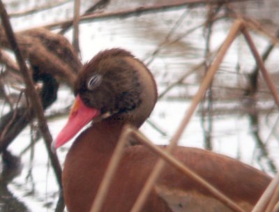 Black-bellied Whistling Duck - 7-4-08