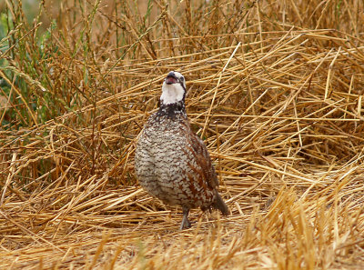 Bobwhite - male Ensley 7-5-08