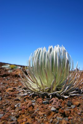 silversword.jpg