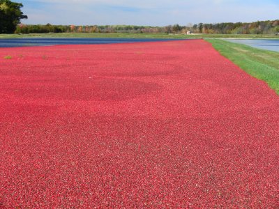 Cranberry Bog #2