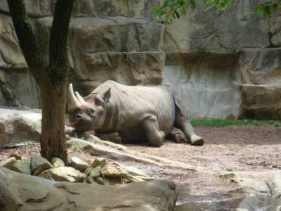 rhino