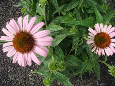 coneflower