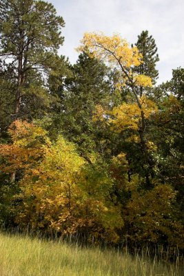 Spearfish Canyon