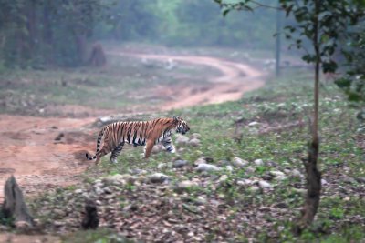 Tiger on a late evening stroll