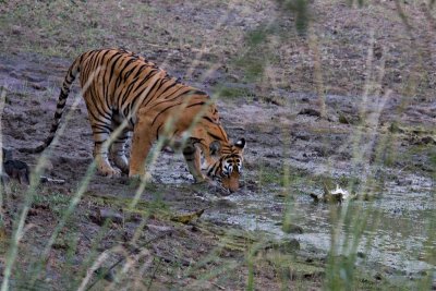 Ranthambore_oct_06