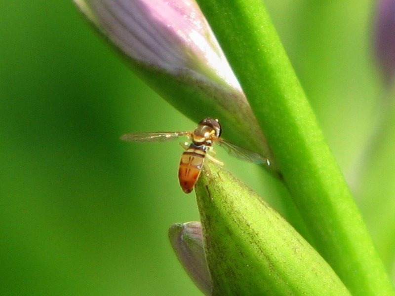 hoverfly