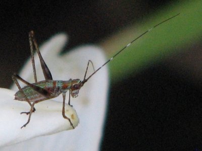 immature katydid