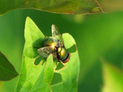 bottle fly