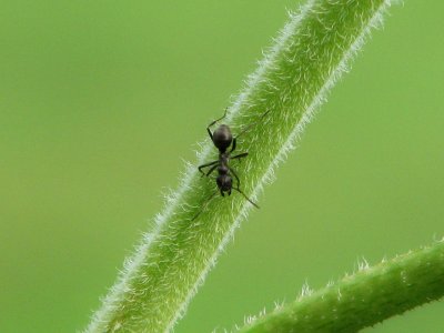 black ant