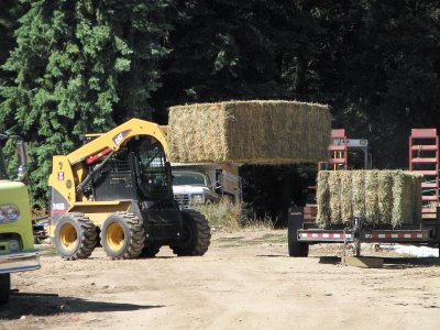 unloading the hay