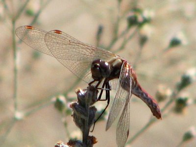 damsel fly