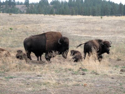 buffalo family