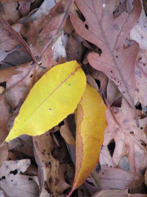 single yellow leaf
