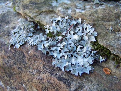 rock adornment