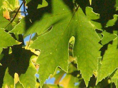backlit maple leaves