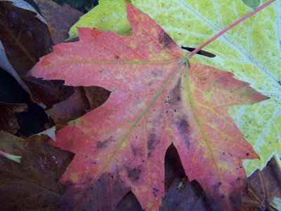 soft fall color
