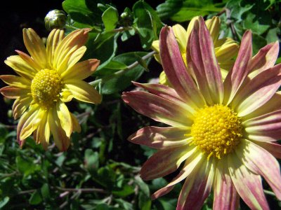 bright fall mums