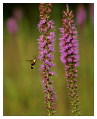 hummingbird moth