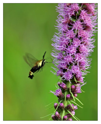 hummingbird moth