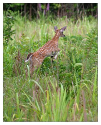 fawn jumping